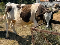 Toro, Ganado vacuno — foto 2