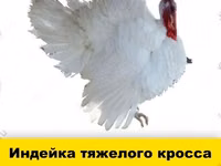 Chickens — फ़ोटो 2