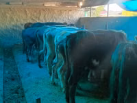 Cow, Cattle — photo 6