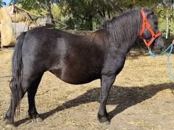 Yegua, Caballos