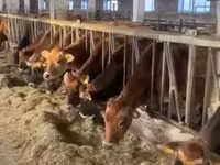 Vaca, Raza Jersey — foto 2
