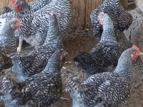 Chickens