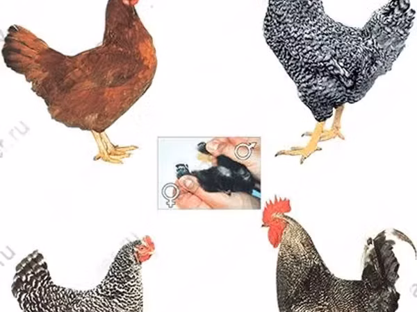 Chickens