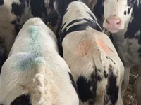 牛只（批次，未指定性别）, Simmental cattle — 照片 6