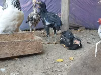 Brahma — photo 2