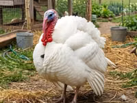 Turkeys — Foto 2