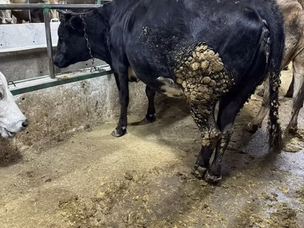 Cow, Cattle