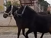 Caballo, Caballos — foto 3