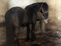 Horse (M), Horses — photo 2