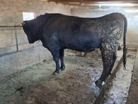 ثور, Swiss cattle — الصورة 1