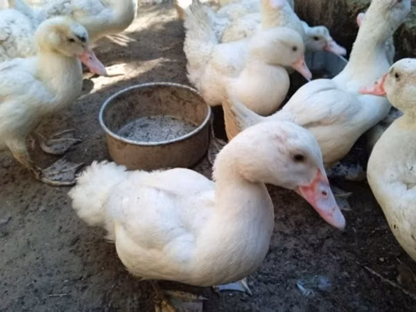 Ducks