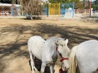 Caballos (lote, sexo no especificado), Australian Pony — foto 5