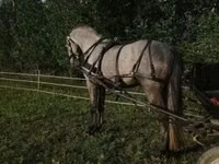 Адуу, Lipizzaner — 5 зураг