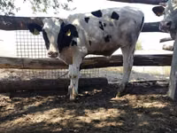 公牛, Holstein breed — 照片 4