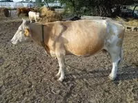 Kuh, Simmental cattle — Foto 5