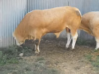 Bull, Blonde d’Aquitane cattle — photo 6