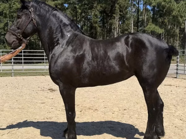 घोड़ी, Percheron