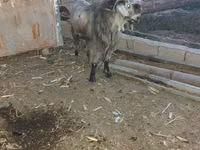 Козёл, Дамасская коза — фото 1