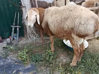 Ram, Rhon sheep — photo 2