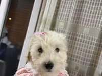 Toy pudle dişi 3 aylıq ağ rəngdə — foto 1