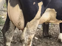 Kuh, Russian Black pied cattle — Foto 8
