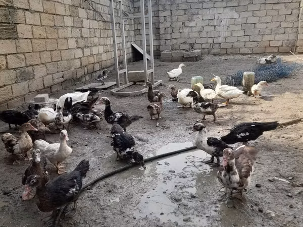 German Pekin