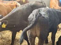मवेशी (लॉट, लिंग निर्दिष्ट नहीं), Simmental cattle — फ़ोटो 3