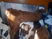 सांड, Simmental cattle — फ़ोटो 2