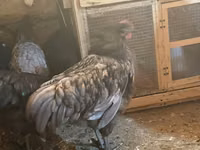 Chickens — photo 6