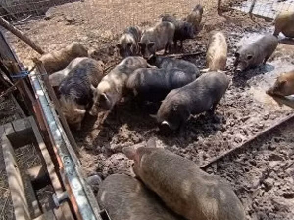 Мэгж, 