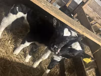 Bulle, Russian Black pied cattle — Foto 3