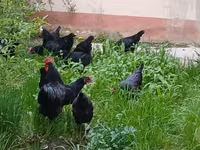 मॉस्को ब्लैक — फ़ोटो 6