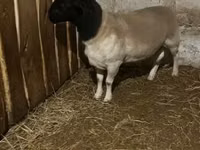 母羊, Dorper sheep — 照片 1