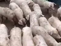 Мэгж, Гахай — 8 зураг