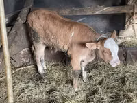 母牛, Limousin cow — 照片 4