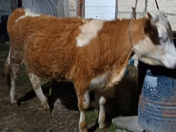 Cow, Simmental cattle