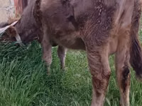 母牛, Azerbaijani zebu — 照片 3
