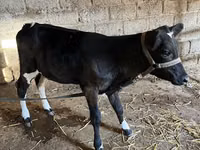 Vaca, Ganado vacuno — foto 2