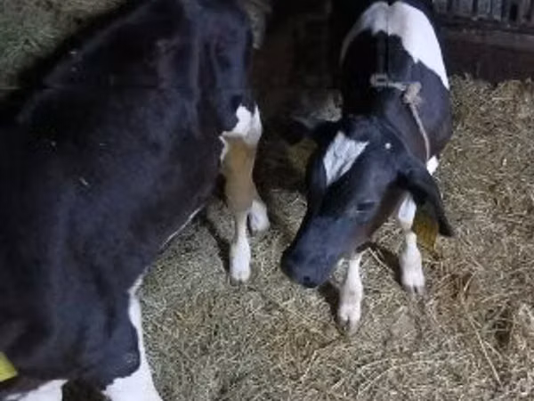 公牛, Russian Black pied cattle