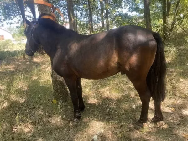 Caballo, Indian half-bred