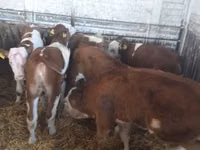 Rinder (Partie, Geschlecht nicht angegeben), Simmental cattle — Foto 1