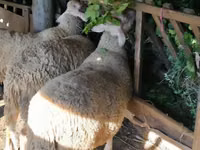 मेढ़ा, Lacaune sheep — फ़ोटो 2