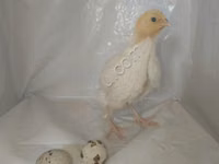 Quails — 3 зураг
