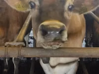 Cow, Jersey breed — photo 2