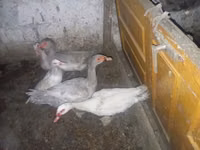 Ducks — Foto 2