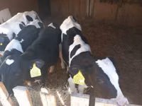 ثور, Russian Black pied cattle — الصورة 1