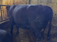 公牛, Red Polled Cow — 照片 3