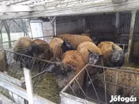 Хонь, Texel sheep — 1 зураг