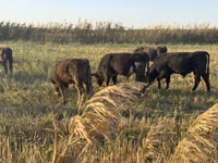 Bulle, Swiss cattle — Foto 5