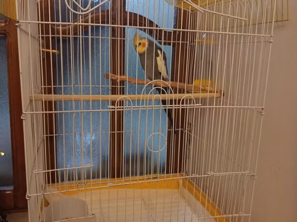Nimfa (cockatiel) tutuquşu və qəfəs dəsti - Növ: Nimfa tutuquşu